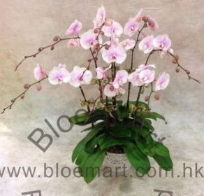 Orchid Phalaenopsis Gift Set - CODE 11972
